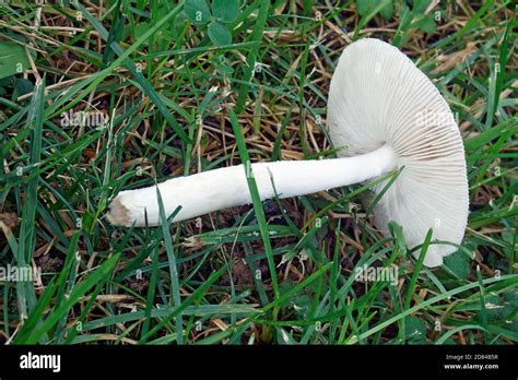 papas grisette|Amanita vaginata, Grisette mushroom